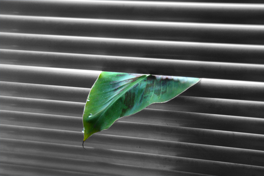 IMG_2607_a.jpg - Banana peeking through blinds