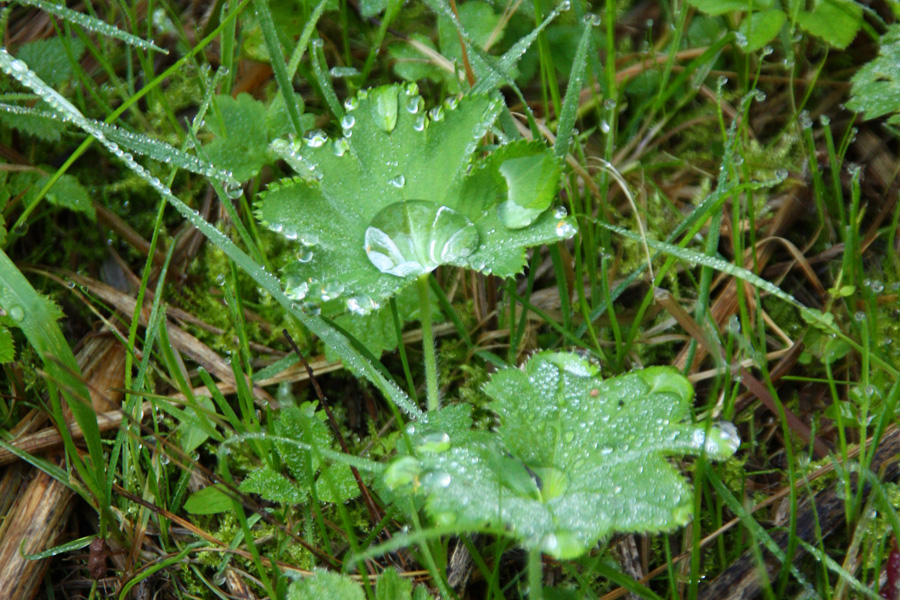 IMG_5712_a.jpg - Dew on leaf