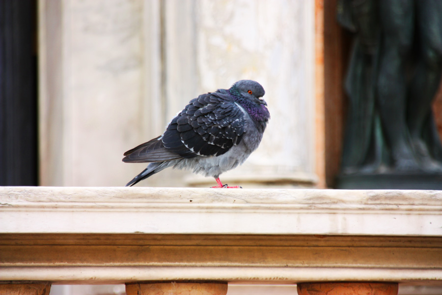 IMG_4886_a.jpg - Pidgeon at Piazza Dan Marco, Venice, Italy