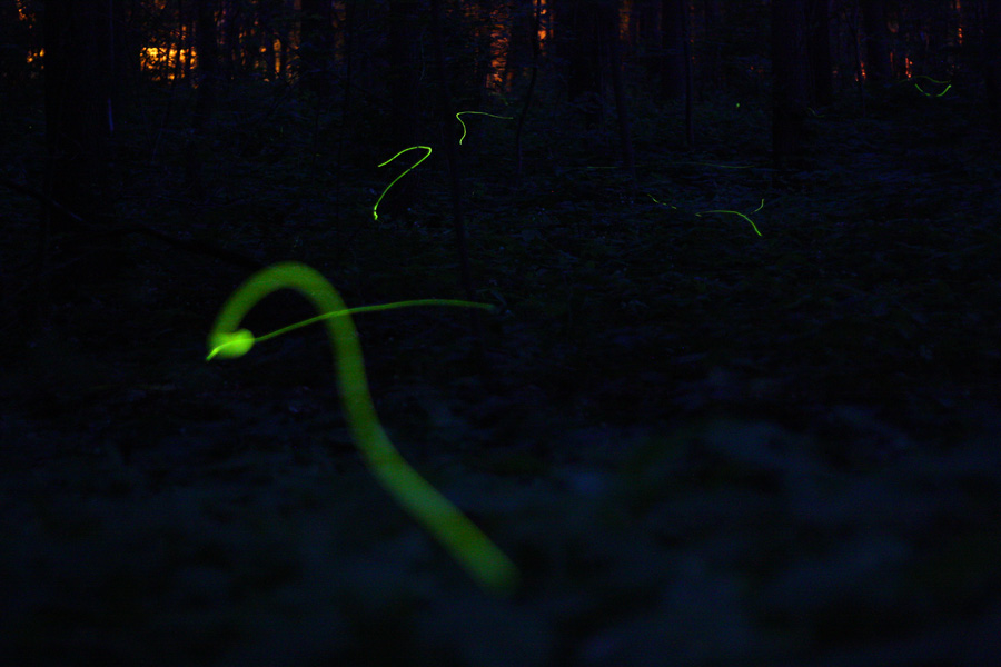 IMG_1657_a.jpg - Fireflies, Eilenriede, Hannover, Germany