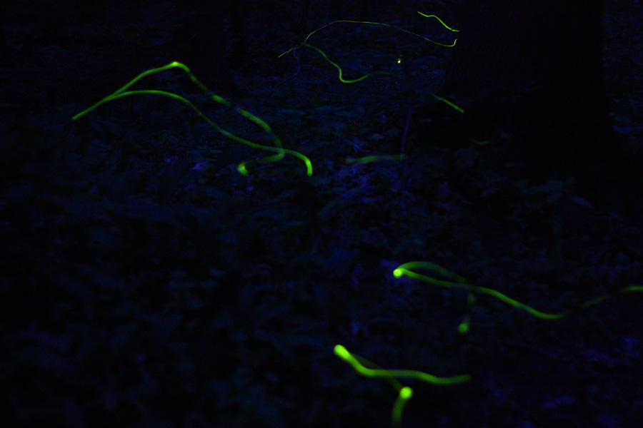 IMG_1680_a.jpg - Fireflies, Eilenriede, Hannover, Germany