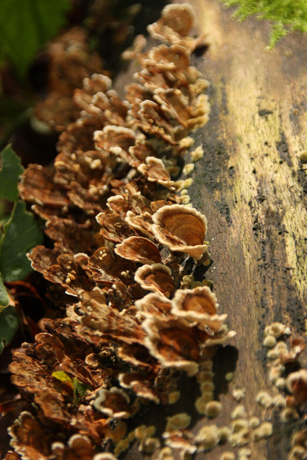 IMG_3143_a.jpg - Fungi on a Tree Trunk