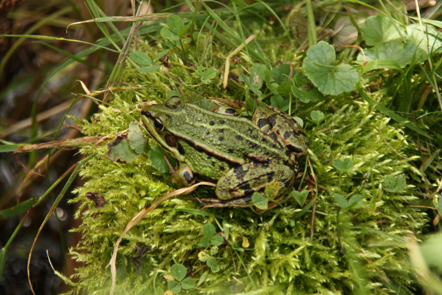 IMG_3180_a.jpg - Toad on Moss