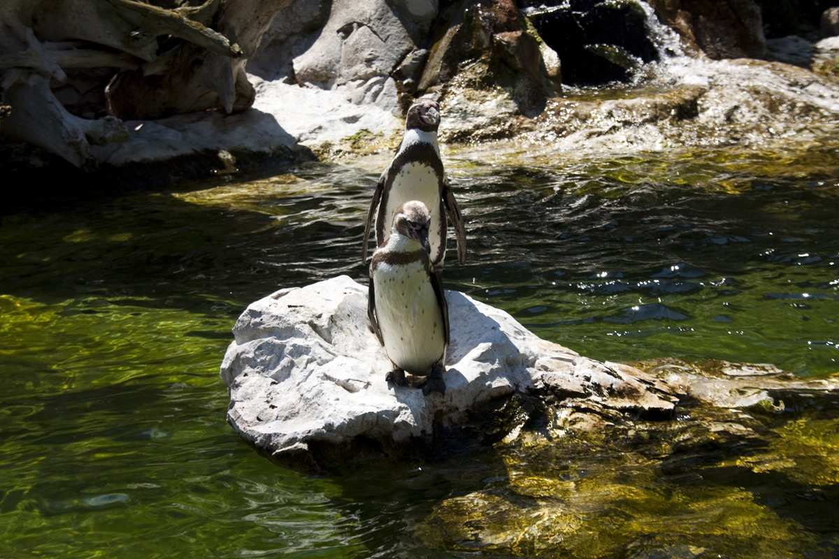 IMG_6051_a.jpg - Penguins, Zoo Schönbrunn, Vienna, Austria