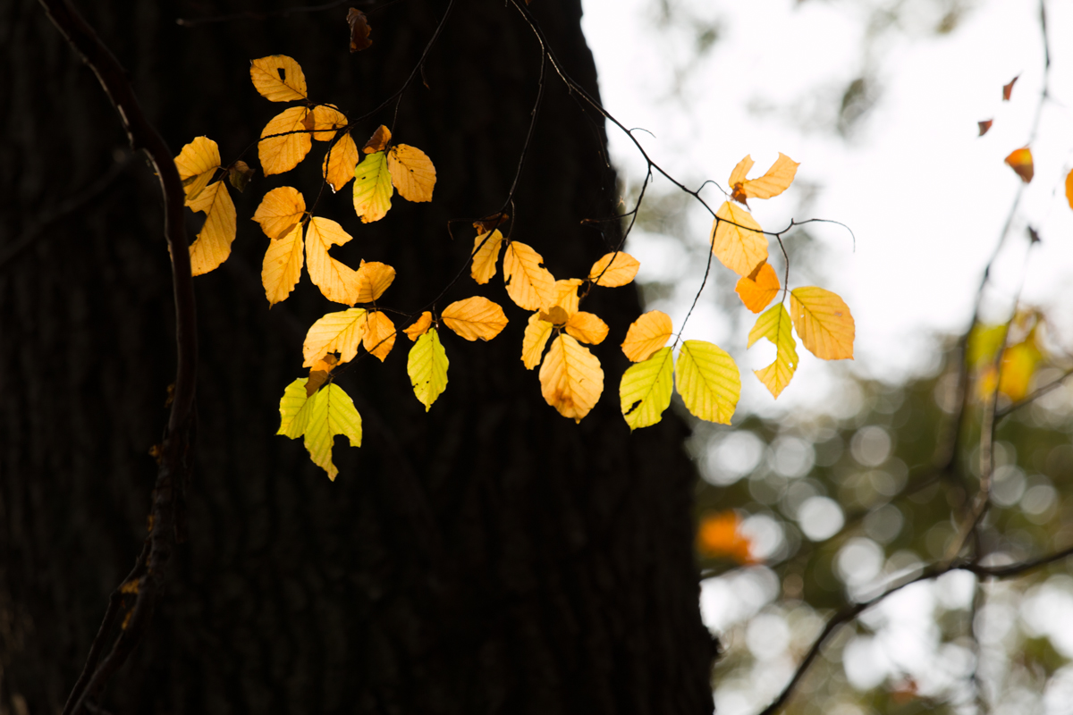IMG_0546-1.jpg - Autumn Leaves