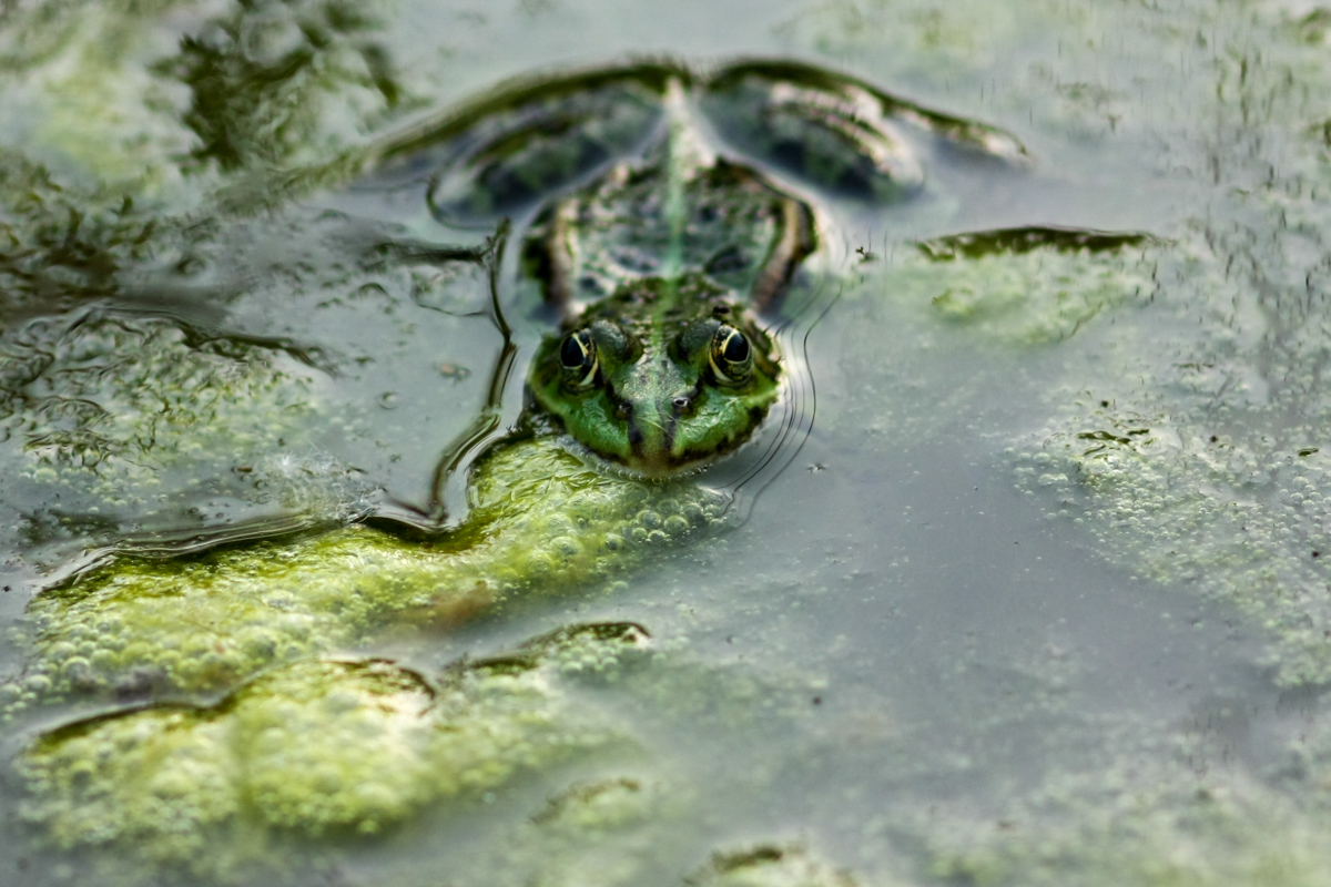 IMG_7229-1.jpg - Water Frog, Berggarten, Hannover, Germany