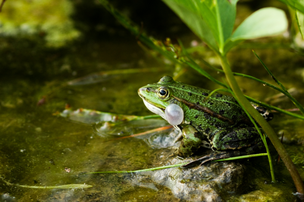 IMG_7230-1.jpg - Water Frog - Say Croak, Berggarten, Hannover, Germany
