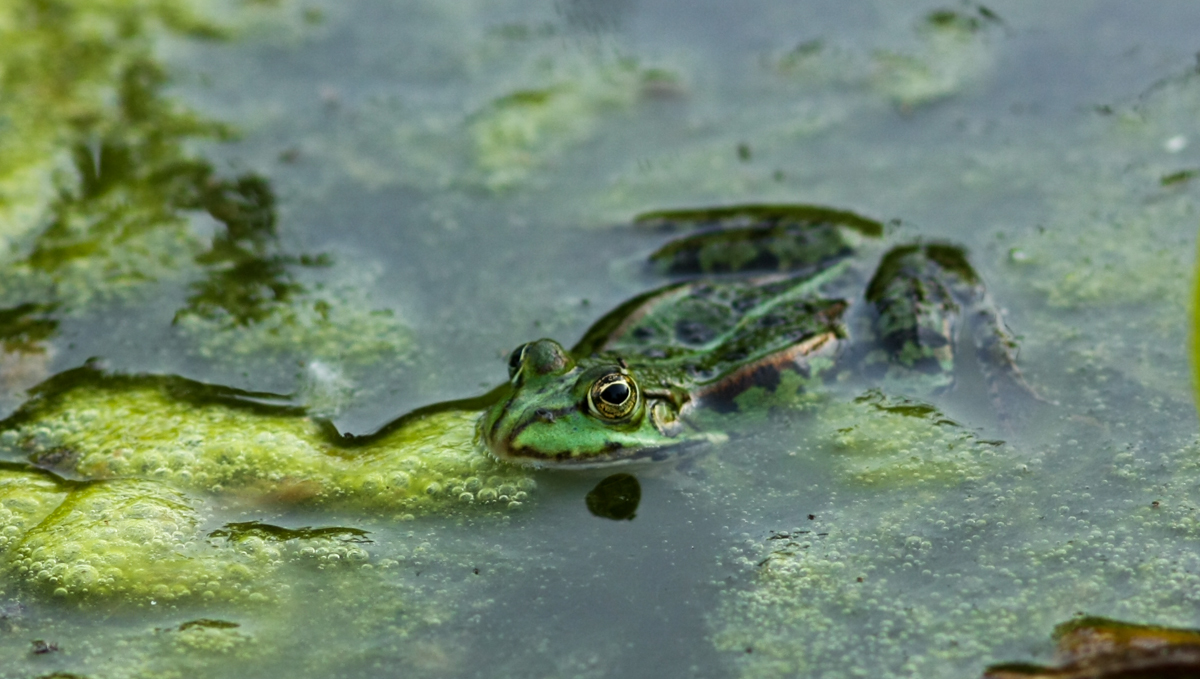 IMG_7231-1.jpg - Water Frog, Berggarten, Hannover, Germany