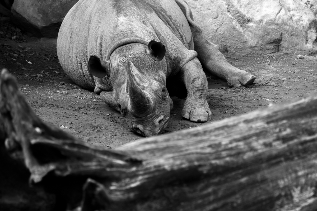 IMG_8850-1.jpg - Rhino, Zoo Hannover, Hannover, Germany