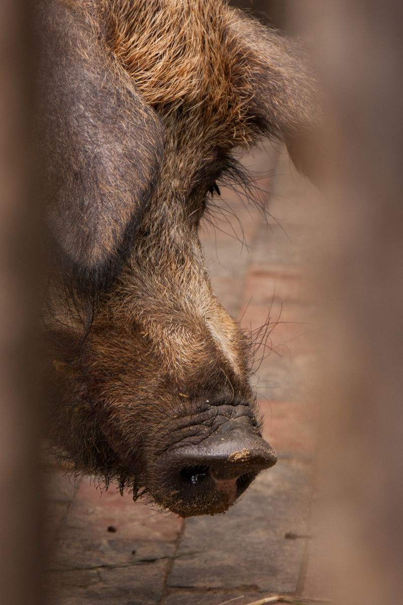 IMG_8913-1.jpg - Swine, Zoo Hannover, Hannover, Germany