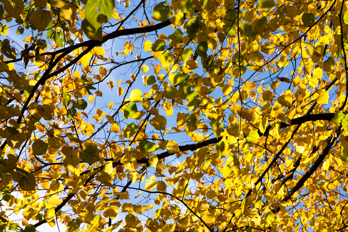 IMG_9099-1.jpg - Autumn Leaves